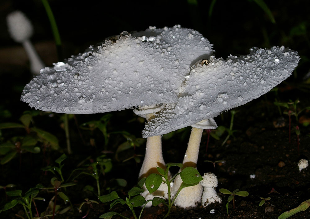 Leucocoprinus cretaceus - Lepiota o qualcos''altro?